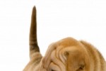 Sharpei Slide Puzzle (iPhone/iPod)