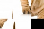 Sharpei Slide Puzzle (iPhone/iPod)