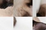 Siamese Cat Slide Puzzle (iPhone/iPod)