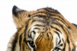 Tiger Slide Puzzle (iPhone/iPod)