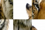 Tiger Slide Puzzle (iPhone/iPod)