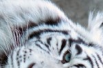 White Tiger Slide Puzzle (iPhone/iPod)