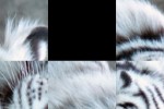 White Tiger Slide Puzzle (iPhone/iPod)
