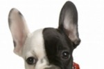 French Bulldog Slide Puzzle (iPhone/iPod)