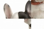 French Bulldog Slide Puzzle (iPhone/iPod)
