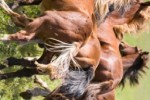 Galloping Horses Slide Puzzle (iPhone/iPod)