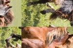 Galloping Horses Slide Puzzle (iPhone/iPod)