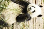 Giant Pandas Slide Puzzle (iPhone/iPod)