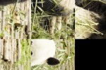 Giant Pandas Slide Puzzle (iPhone/iPod)