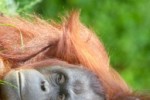 Orangutan Family Slide Puzzle (iPhone/iPod)