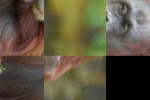 Orangutan Family Slide Puzzle (iPhone/iPod)