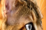 Silver Eyed Cat Slide Puzzle (iPhone/iPod)