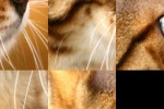 Silver Eyed Cat Slide Puzzle (iPhone/iPod)