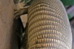 Armadillo Slide Puzzle (iPhone/iPod)