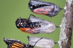 Butterflies Slide Puzzle (iPhone/iPod)