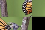 Butterflies Slide Puzzle (iPhone/iPod)