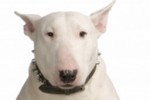 Bull Terrier with a puppy Slide Puzzle (iPhone/iPod)