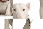 Bull Terrier with a puppy Slide Puzzle (iPhone/iPod)
