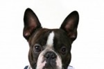 Business Man Dog Slide Puzzle (iPhone/iPod)