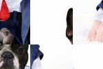Business Man Dog Slide Puzzle (iPhone/iPod)