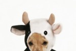 Super Crazy Cow Dog Slide Puzzle (iPhone/iPod)