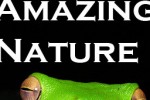 Amazing Wild Nature Puzzle (iPhone/iPod)