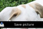 Cute Dogs Puzzle (iPhone/iPod)
