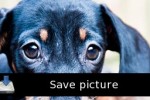 Cute Dogs Puzzle (iPhone/iPod)