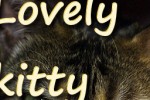 Lovely Kitty Puzzle (iPhone/iPod)