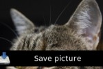 Lovely Kitty Puzzle (iPhone/iPod)