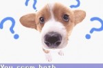 Pocket Dogs (Game Boy Advance)