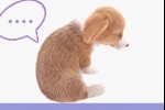 Pocket Dogs (Game Boy Advance)