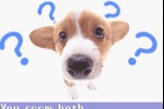 Pocket Dogs (Game Boy Advance)