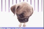 Pocket Dogs (Game Boy Advance)