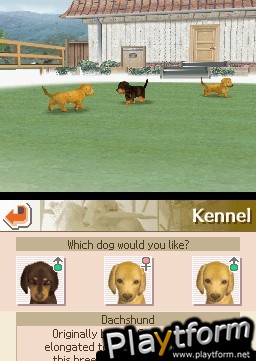 Nintendogs: Chihuahua and Friends (DS)