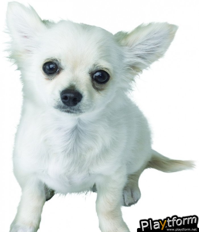 Nintendogs: Chihuahua and Friends (DS)