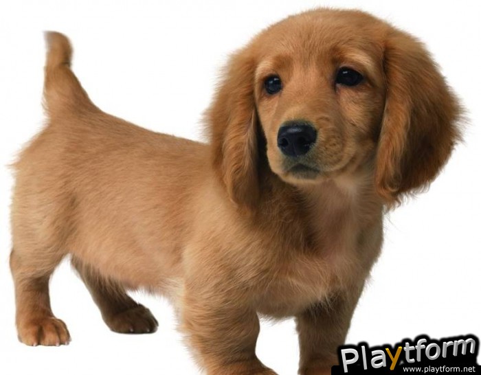 Nintendogs: Chihuahua and Friends (DS)