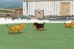 Nintendogs: Dachshund and Friends (DS)