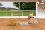 Nintendogs: Dachshund and Friends (DS)