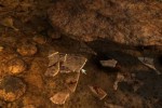 Echo: Secrets of the Lost Cavern (PC)