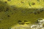 Cold War Conflicts (PC)