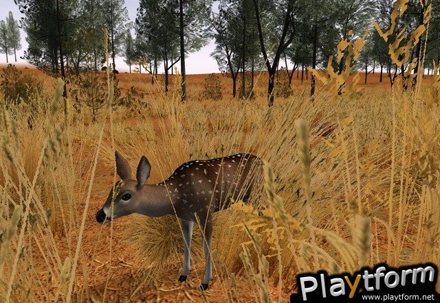 Deer Hunter 2005 (PC)