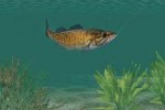 In-Fisherman: Freshwater Trophies (PC)