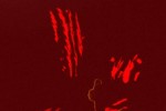 Nosferatu: The Wrath of Malachi (PC)