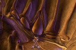 Alter Echo (PlayStation 2)