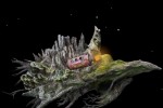 Samorost 1 (PC)