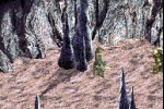 The Lord of the Rings: The Fellowship of the Ring (Game Boy Advance)