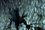Aliens Versus Predator 2: Primal Hunt Expansion Pack (PC)
