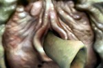 Aliens Versus Predator 2: Primal Hunt Expansion Pack (PC)