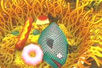 PaRappa the Rapper 2 (PlayStation 2)